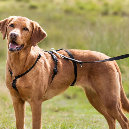 Шлей Trixie для собак M-L 50-75 см х 20 мм чорна Київ - фото 2