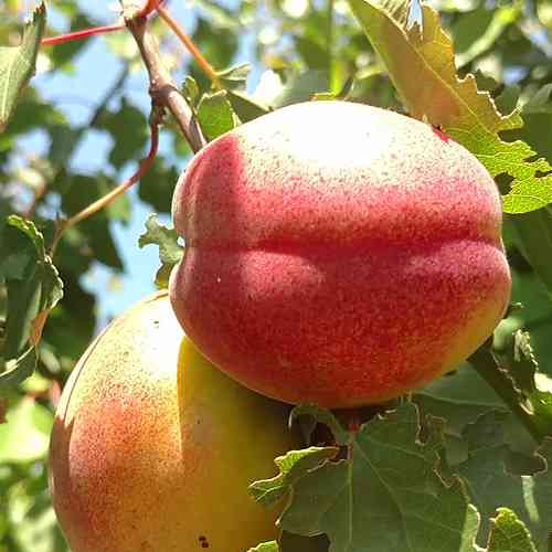 Саженцы абрикоса Молдавский Юбилейный (привитый) - 1-летний Черновцы