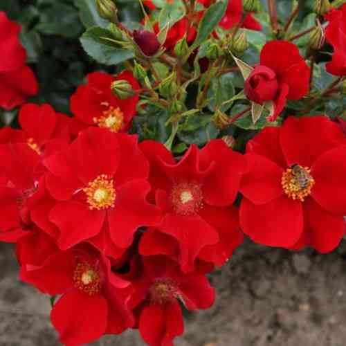 Саженцы почвопокровных роз Александр фон Гумбольдт (привитый) Черновцы