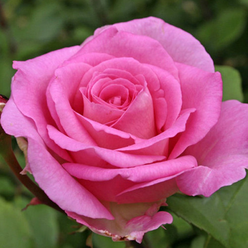 Саджанці троянд Беверлі (привитий) - 2-річний Чернівці - фото 1