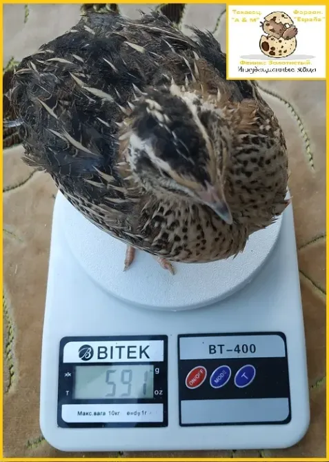 Инкубационные яйца перепела Фараон испанский. Одесса - изображение 1