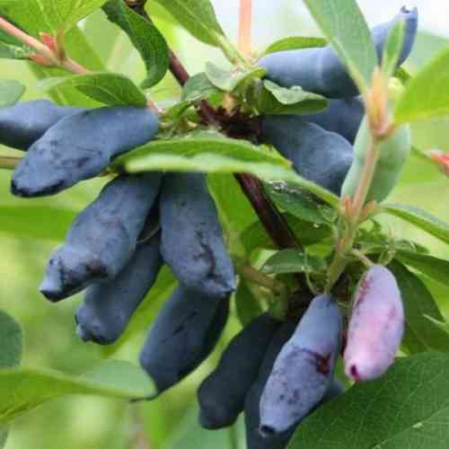 Саджанці жимолості Ассоль (черенкований) - 2-річний Чернівці