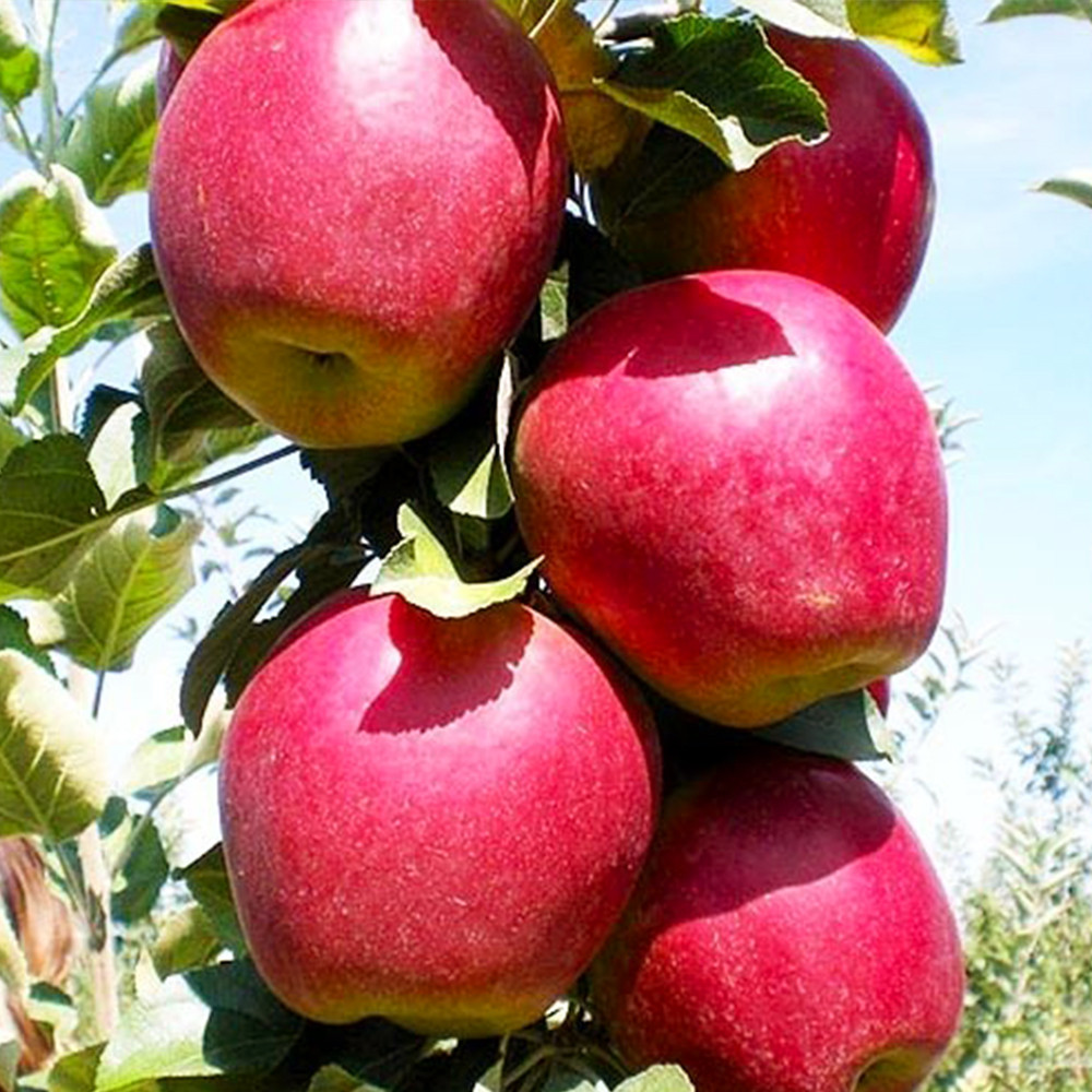 Саджанці яблуні Моді (привитий) - 1-річний Чернівці - фото 3