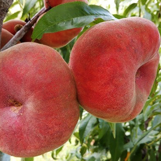 Саджанці персика Плане Стар (привитий) - 2-річний Чернівці - фото 1