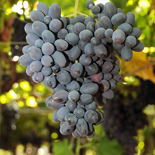 Саженцы винограда Черная Жемчужина (черенкованный) - 2-летний Черновцы - изображение 1