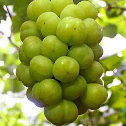 Cаджанці винограду Сето Гігант (черенкований) - 2-річний Чернівці