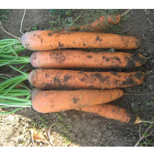 Морква Нантес Скарлет 10гр Професійне насіння Житомир - фото 2