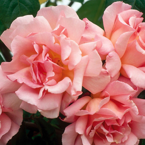 Саджанці троянд Компасіон (привитий) - 2-річний Чернівці - фото 1