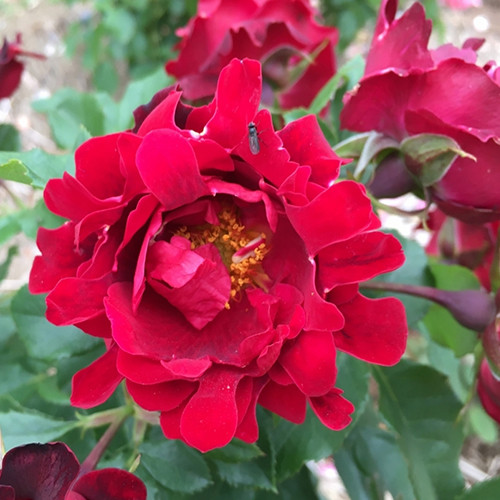 Саджанці троянд Раффлс (привитий) - 2-річний Чернівці - фото 1