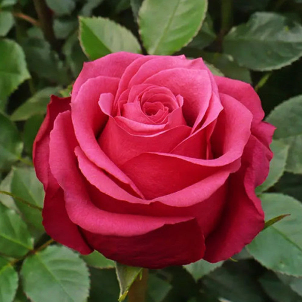 Саджанці чайно-гібридних троянд Черрі О (привитий) Чернівці - фото 1