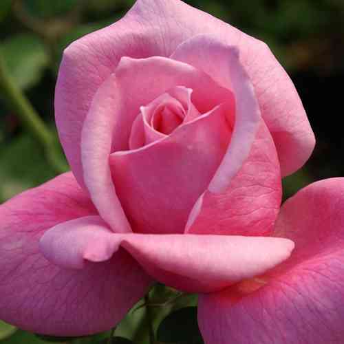 Саджанці троянд Каріна (привитий) - 2-річний Чернівці