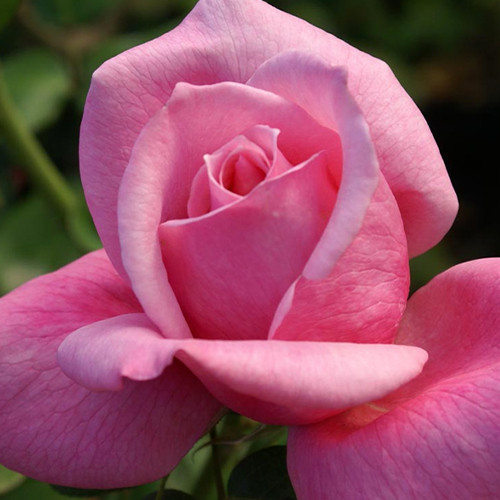 Саженцы роз Карина (привитый) - 2-летний Черновцы - изображение 1