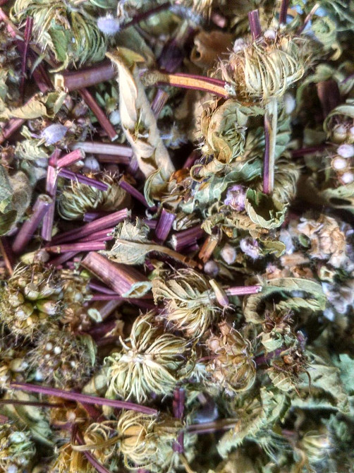 Зопник клубненосный (Железняк бульбистий) 100г master sem Киев - изображение 5