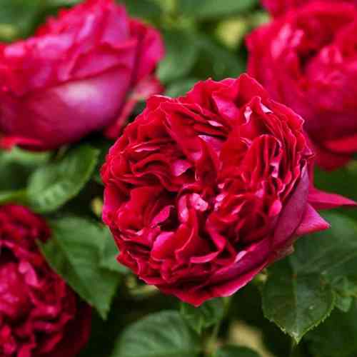 Саджанці троянд Ред Айсберг (привитий) - 2-річний Чернівці