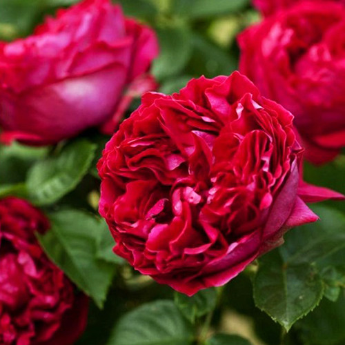 Саженцы роз Ред Айсберг (привитый) - 2-летний Черновцы - изображение 1