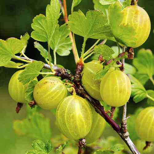 Саджанці агрусу на штамбі Левеллер (привитий) - 2-річний Чернівці