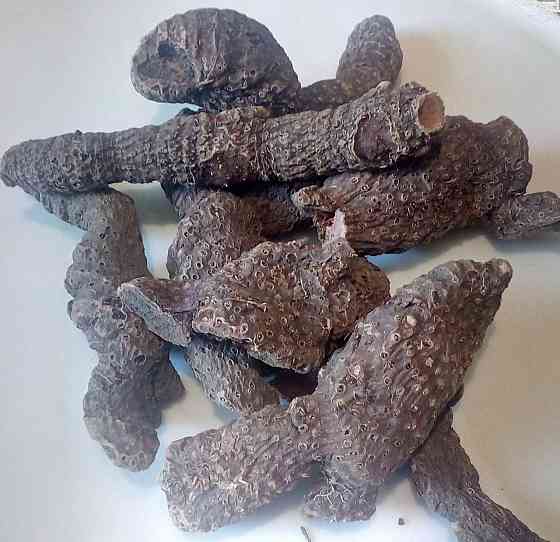 Ірис блідний / Касатік (коріння ціле), 1кг. Київ
