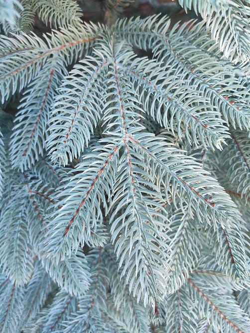 Елка искусственная литая голубая Бельгийская 210см 2,1м Киев - изображение 2