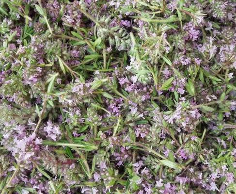 Тимян повзучий (чебрец/чабер) 100г master sem Киев - изображение 2