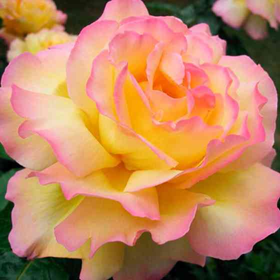 Саженцы роз на штамбе Глория Дэй (привитый) Черновцы