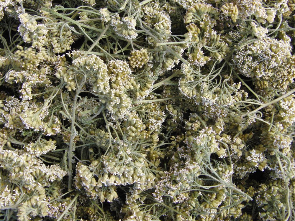 Деревій звичайний (Тысячелистник обыкновенный) 100г master sem Киев - изображение 2