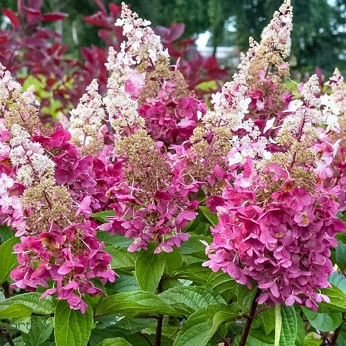 Саджанці гортензії Конфеті (черенкований) - 2-річний Чернівці - фото 1