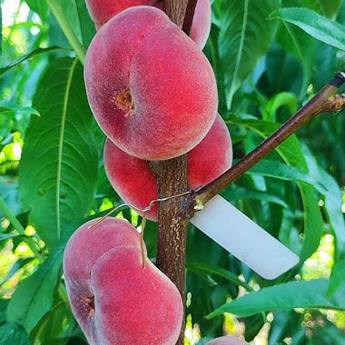 Саджанці персика Уфо 4 (привитий) - 2-річний Чернівці - фото 1