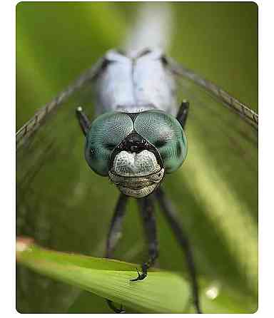 Макрооб'єктив для телефону 45-85мм професійний Kase Master Macro Plus SBR Київ