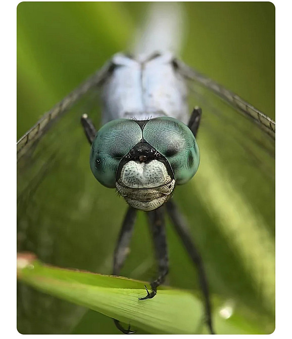 Макрооб'єктив для телефону 45-85мм професійний Kase Master Macro Plus SBR Київ - фото 5