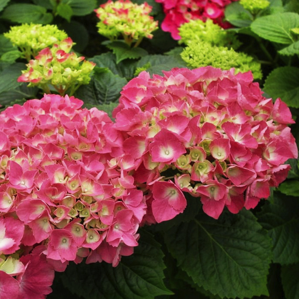 Саженцы гортензии FREUDENSTEIN (черенкованный) Черновцы - изображение 2