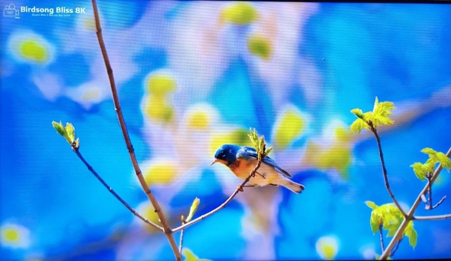 Телевизор Samsung 50Q60 Smart 4K. Киев - изображение 5