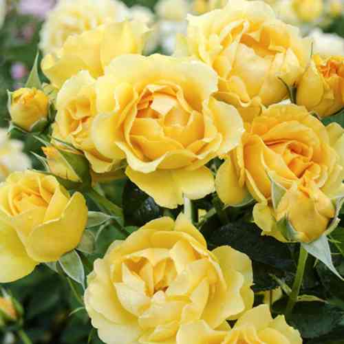 Саженцы роз Джулия (привитый) - 2-летний Черновцы