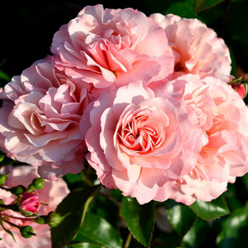 Саджанці троянд Боттічеллі (привитий) - 2-річний Чернівці - фото 1