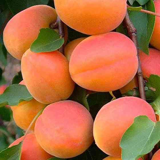 Живці абрикоса Пін Кот (5 штук) Чернівці