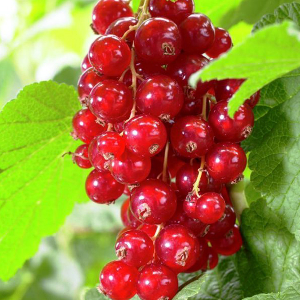 Саженцы смородины Ассора Черновцы - изображение 2