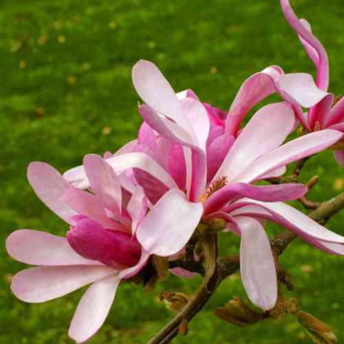 Саженцы магнолии Леонард Месси (черенкованный) - 2-летний Черновцы