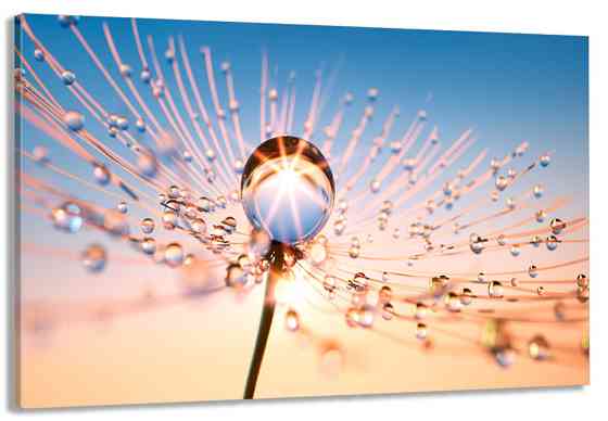 Картина полотно у вітальню / спальню    Краплі роси   MLP_203   ( 60х30см ) 70x140 см Київ