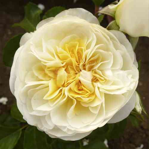 Саджанці троянд Леді Романтика (привитий) - 2-річний Чернівці