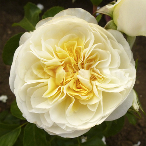 Саджанці троянд Леді Романтика (привитий) - 2-річний Чернівці - фото 1