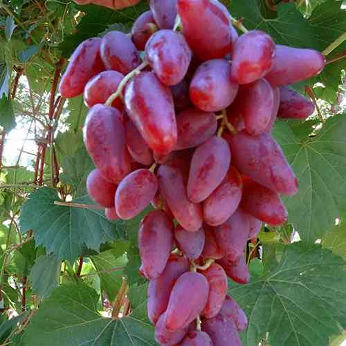 Саженцы винограда Дубовский (черенкованный) - 2-летний Черновцы