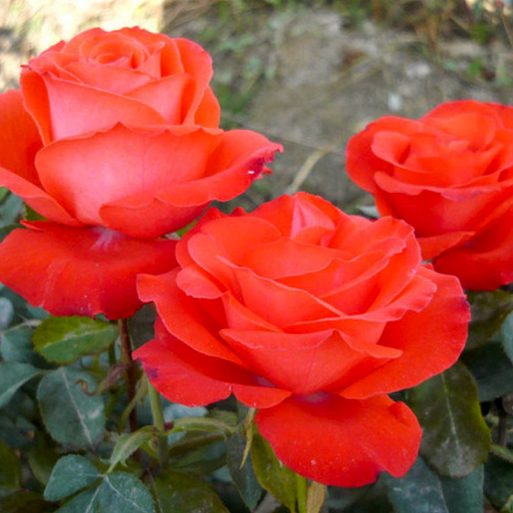 Саджанці троянд флорибунда Анжеліка (привитий) Чернівці - фото 1