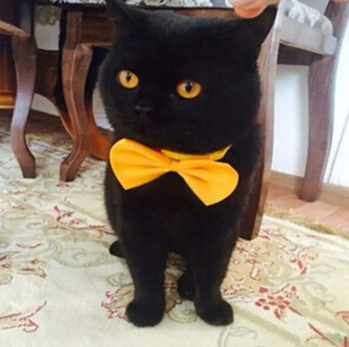 Бабочка для собачки и кота желтая Киев - изображение 1