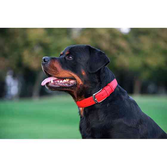 Нашийник для собак шкіряний WAUDOG Glamour з QR паспортом, без прикрас, L, Ш 25 мм, Дов 38-49 с Коломыя