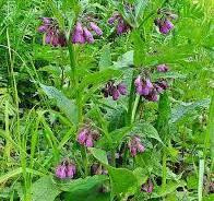 Трава окопника лекарственного (Живокіст лікарський), 100г master sem Киев - изображение 1