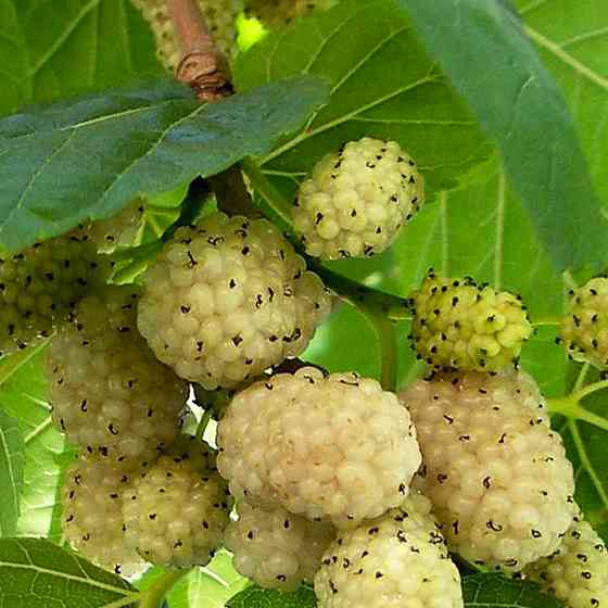 Черенки шелковицы Белая Медовая (5 штук) Черновцы