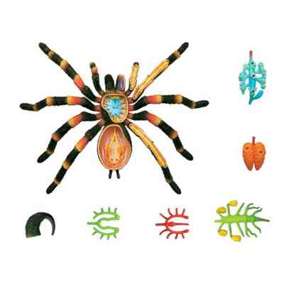 Пазл 4D Master Паук Тарантул (FM-622032) Винница