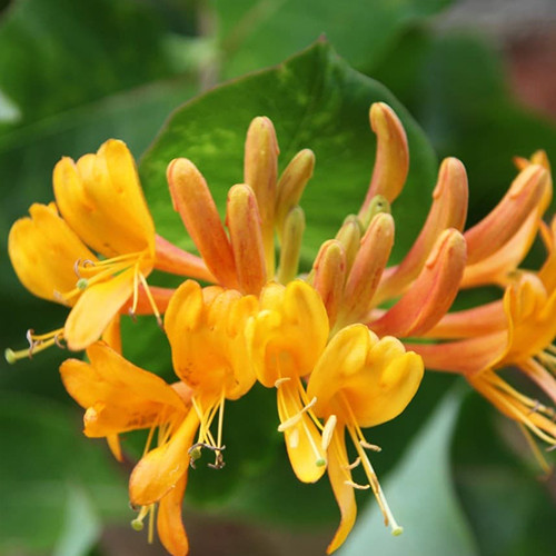 Саженцы жимолости Тельмана (черенкованный) - 2-летний Черновцы - изображение 1