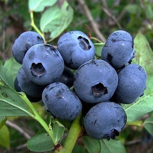 Саджанці лохини Спартан (черенкований) - 4-річний Чернівці - фото 1