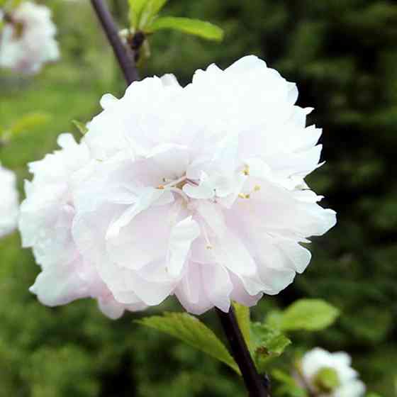 Саджанці декоративного мигдалю Білоцвітковий (привитий) - 2-річний Чернівці