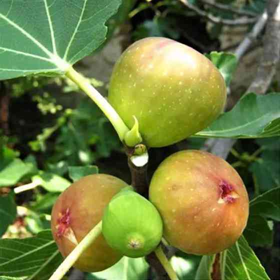 Саженцы инжира Смоковница (черенкованный) - 1-летний Черновцы